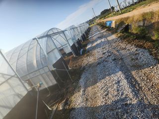 김저팔계님의 파 · 영농일지 작성글 사진