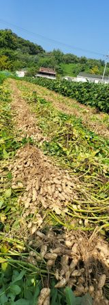 팜모닝 기타작물·영농일지 게시글 이미지