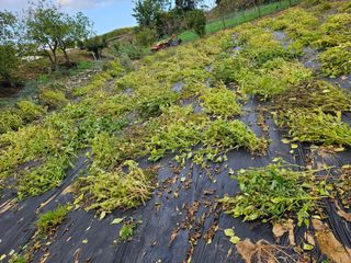 배영순님의 기타작물 · 영농일지 작성글 사진