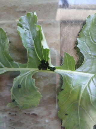 사부님의 배추 · 영농일지 작성글 사진