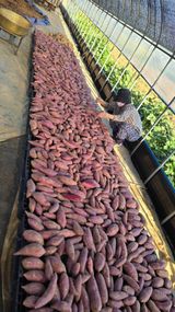 팜모닝 고구마·영농일지 게시글 이미지