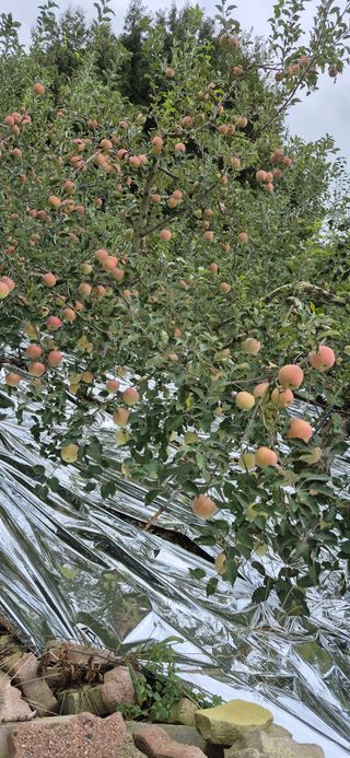 강성분님의 사과 · 영농일지 작성글 사진