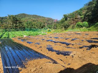 미국이님의 양파 · 영농일지 작성글 사진