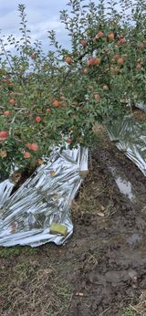 팜모닝 사과·영농일지 게시글 이미지