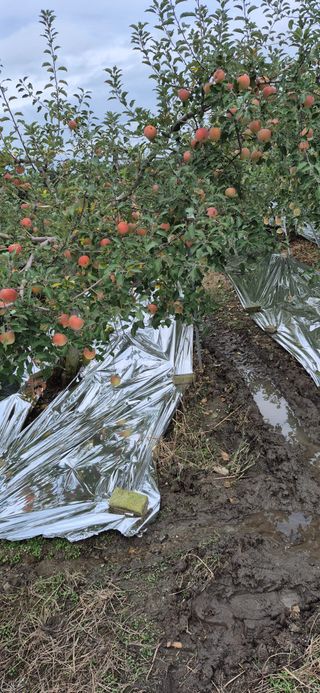 강성분님의 사과 · 영농일지 작성글 사진