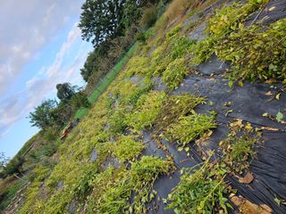 배영순님의 기타작물 · 영농일지 작성글 사진