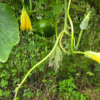 양배추21889님의 기타작물 · 영농일지 작성글 사진