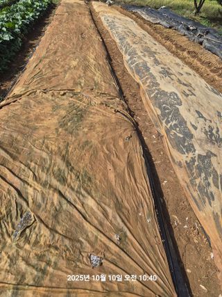 정택님의 마늘 · 영농일지 작성글 사진