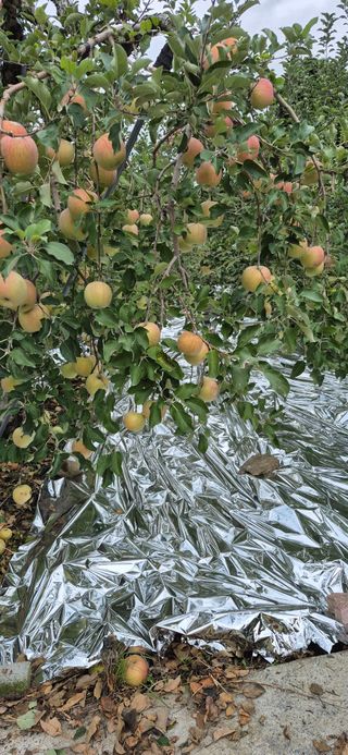 강성분님의 사과 · 영농일지 작성글 사진