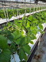 팜모닝 딸기·영농일지 게시글 이미지