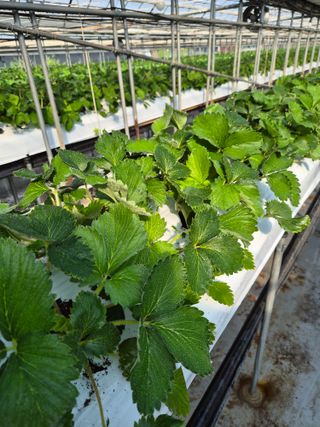 안병찬님의 딸기 · 영농일지 작성글 사진