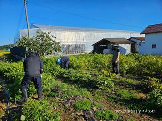 파인cool님의 들깨 · 영농일지 작성글 사진