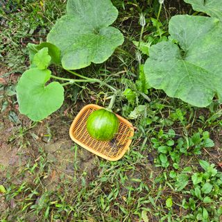 양배추21889님의 기타작물 · 영농일지 작성글 사진