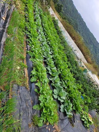 배영순님의 기타작물 · 영농일지 작성글 사진