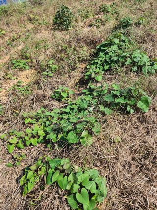 박병한님의 참깨 · 영농일지 작성글 사진
