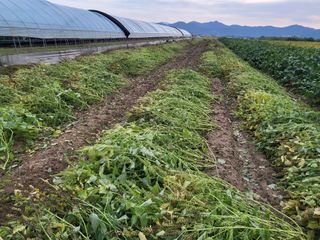 서명석님의 들깨 · 영농일지 작성글 사진
