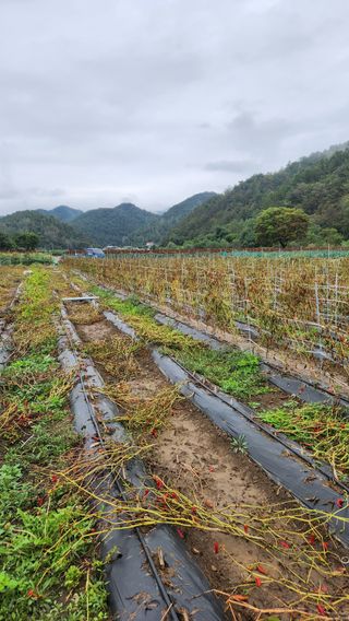 두아들아빠님의 고추 · 영농일지 작성글 사진