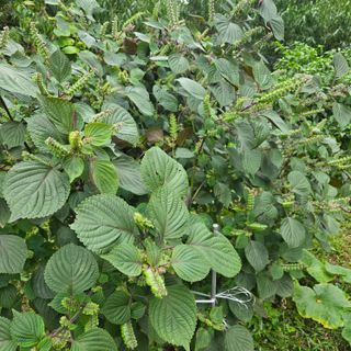 양배추21889님의 기타작물 · 영농일지 작성글 사진