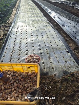 정택님의 마늘 · 영농일지 작성글 사진