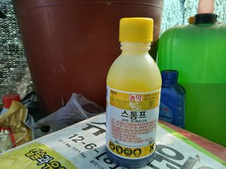 한골머스마님의 배추 · 영농일지 작성글 사진