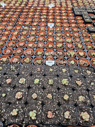 신상섭님의 기타작물 · 영농일지 작성글 사진