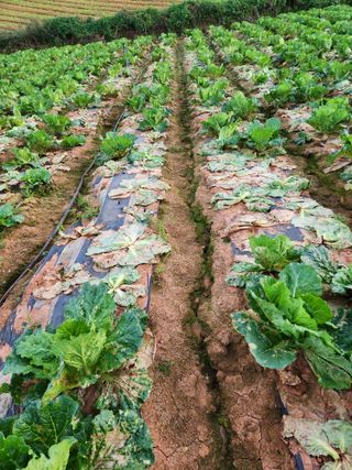 김저팔계님의 파 · 영농일지 작성글 사진