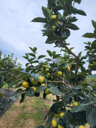 손수열님의 기타작물 · 영농일지 작성글 사진