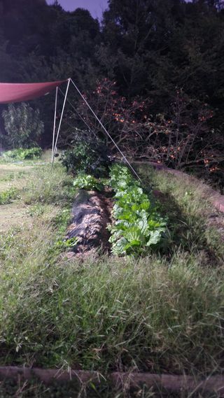 화양초보님의 기타작물 · 영농일지 작성글 사진