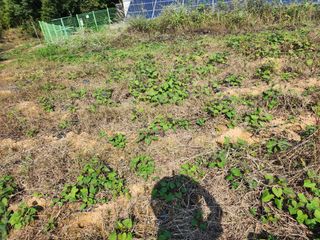 박병한님의 참깨 · 영농일지 작성글 사진