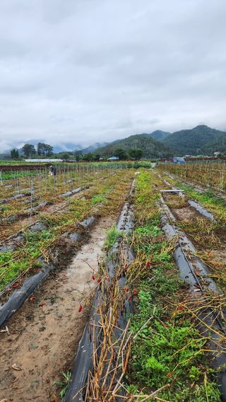 두아들아빠님의 고추 · 영농일지 작성글 사진