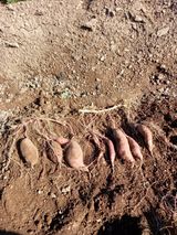 팜모닝 고구마·영농일지 게시글 이미지