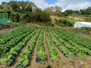 김진현님의 배추 · 영농일지 작성글 사진