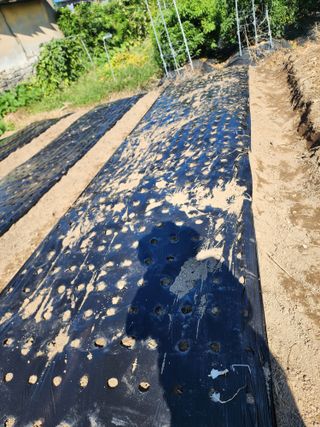 강동신님의 마늘 · 영농일지 작성글 사진