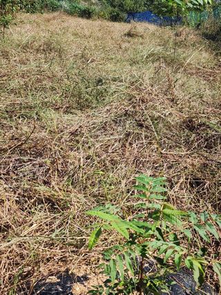 박병한님의 참깨 · 영농일지 작성글 사진