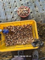 팜모닝 마늘·영농일지 게시글 이미지