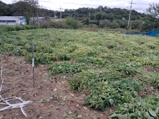 권병☆님의 들깨 · 영농일지 작성글 사진