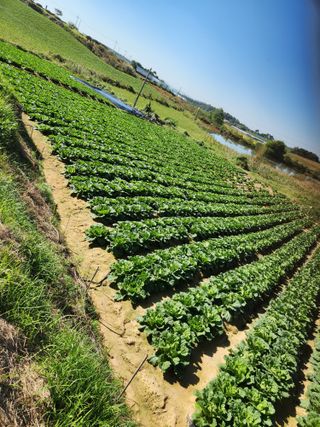 김저팔계님의 파 · 영농일지 작성글 사진