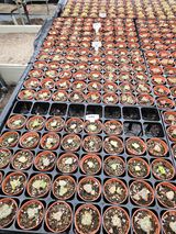 팜모닝 기타작물·영농일지 게시글 이미지