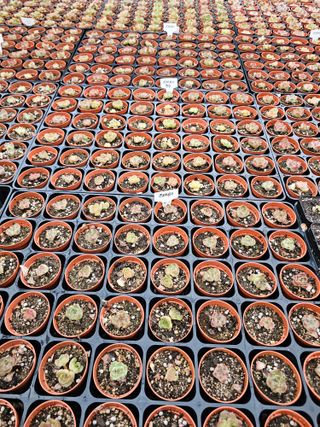 신상섭님의 기타작물 · 영농일지 작성글 사진