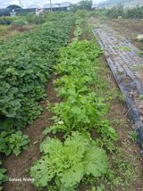 팜모닝 기타작물·영농일지 게시글 이미지