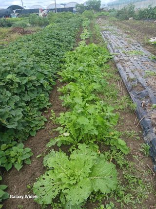 조현길님의 기타작물 · 영농일지 작성글 사진