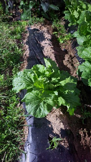 화양초보님의 기타작물 · 영농일지 작성글 사진