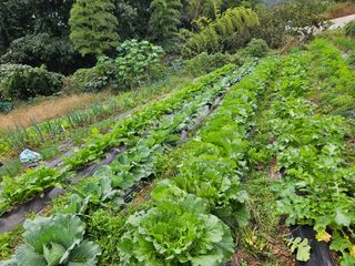 배영순님의 기타작물 · 영농일지 작성글 사진