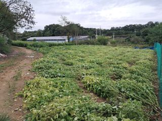 권병☆님의 들깨 · 영농일지 작성글 사진