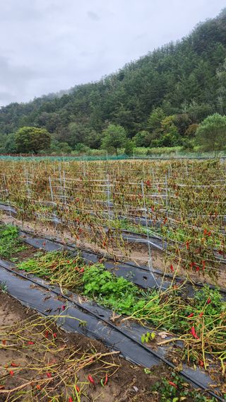 두아들아빠님의 고추 · 영농일지 작성글 사진