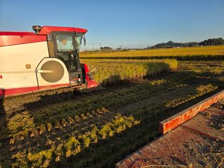 학당님의 벼 · 영농일지 작성글 사진