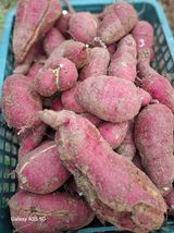 팜모닝 기타작물·영농일지 게시글 이미지