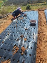 팜모닝 마늘·영농일지 게시글 이미지