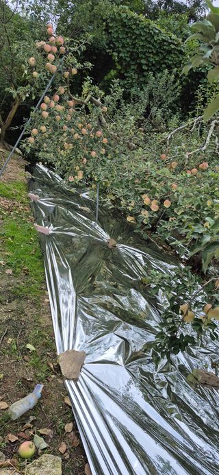 강성분님의 사과 · 영농일지 작성글 사진