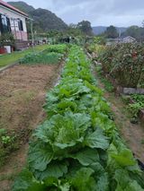 팜모닝 배추·영농일지 게시글 이미지